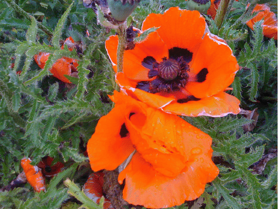 orange flower