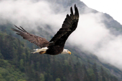 eagle flying