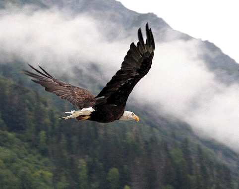 eagle flying