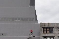 Red Roses of New York